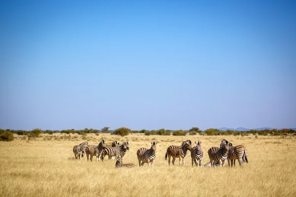 Animais no Parque Nacional de Etosha, no norte da Namíbia — Fotografia de Stock