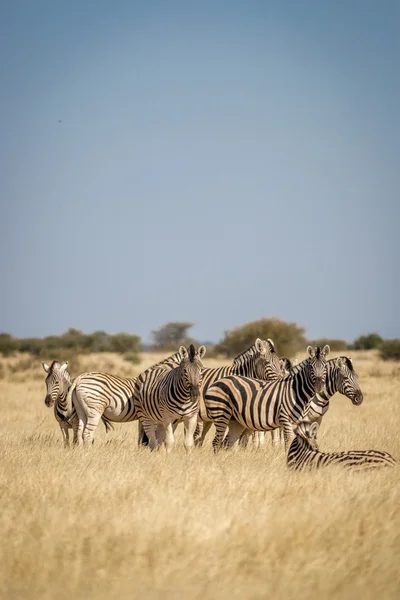 Animales en el Parque Nacional Etosha en el norte de Namibia —  Fotos de Stock