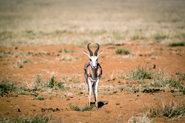 Springbok nel Parco Nazionale di Etosha, Namibia — Foto Stock