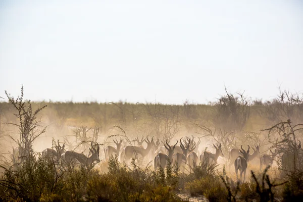 Springboks i Etoshas nationalpark i Namibia — Stockfoto