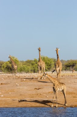 Zürafalar içme suyunda bir su birikintisinin Namibya