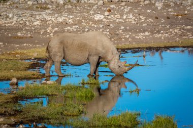 White rhino drinking water in Namibia clipart