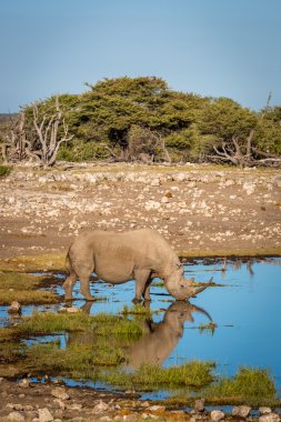 White rhino drinking water in Namibia clipart
