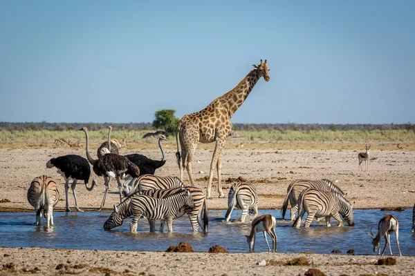 Animals drinking water in Namibia — Stock Photo, Image