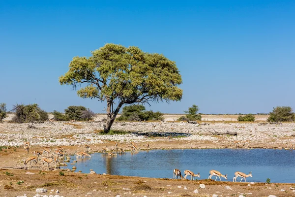 Animales bebiendo agua en un pozo de agua en Namibia —  Fotos de Stock