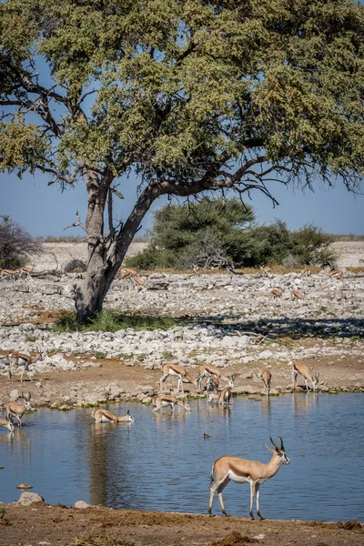 Animales bebiendo agua en un pozo de agua en Namibia — Foto de Stock