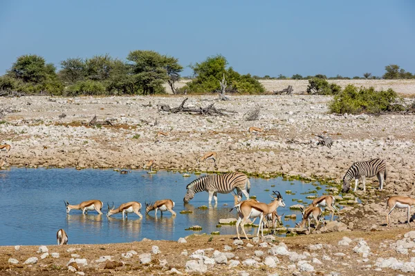 Ζώα πόσιμο νερό σε ένα waterhole στη Ναμίμπια — Φωτογραφία Αρχείου