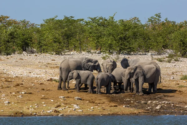 Elefanter vatten i ett vattenhål i Namibia — Stockfoto