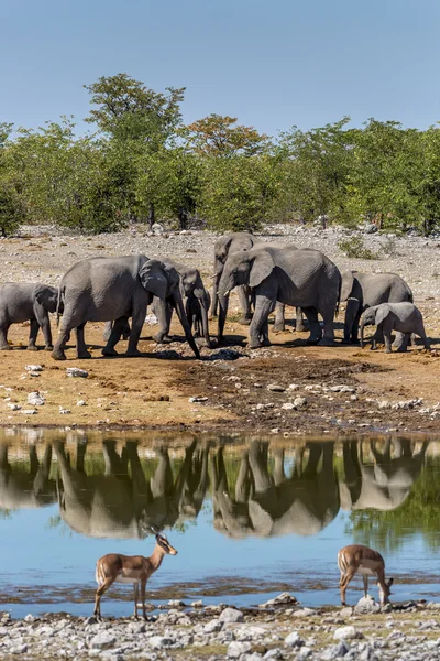 Elefantes bebiendo agua en un pozo de agua en Namibia — Foto de Stock