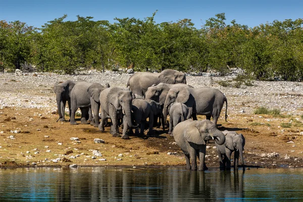 Elephants drinking water in a waterhole in Namibia — Stock Photo, Image