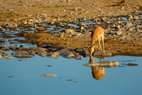 Springbok acqua potabile in una pozza d'acqua in Namibia — Foto Stock