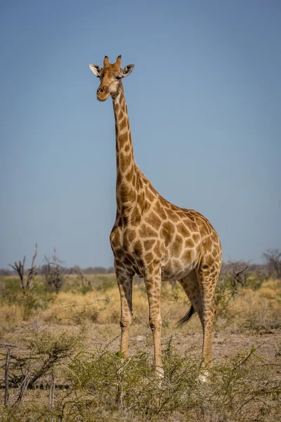 Girafe in northern Namibia — Stock Photo, Image