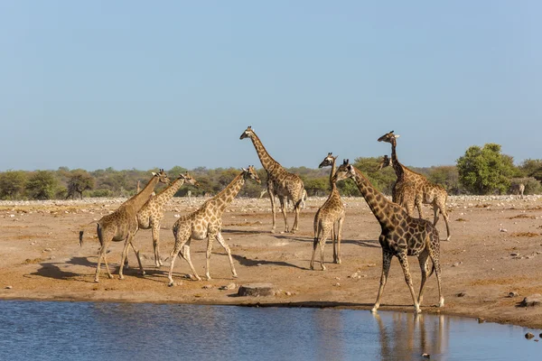 Jirafas agua potable en un pozo de agua en Namibia — Foto de Stock