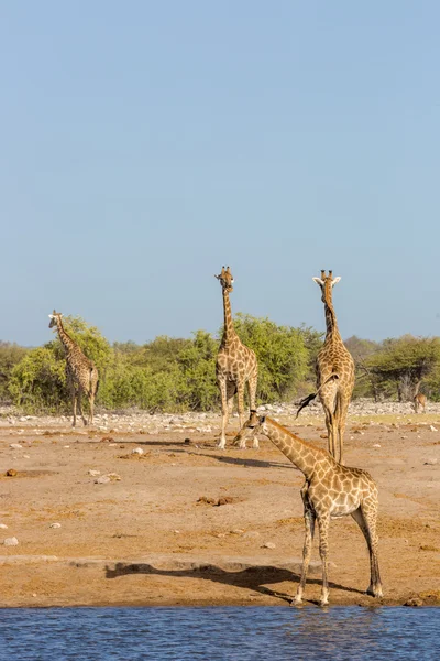 Giraffes drinking water in a waterhole in Namibia — Stock Photo, Image