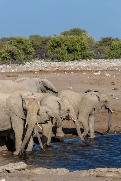 Elefantes bebiendo agua en un pozo de agua en Namibia — Foto de Stock