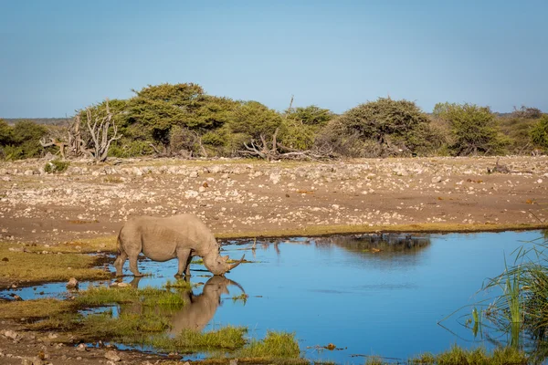 Agua potable de rinoceronte blanco en Namibia —  Fotos de Stock