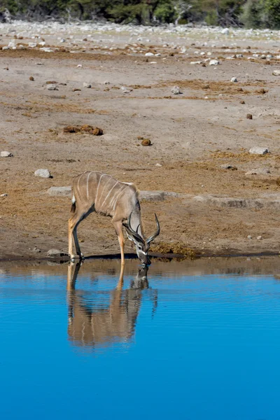 Springbok água potável em um buraco de água na Namíbia — Fotografia de Stock