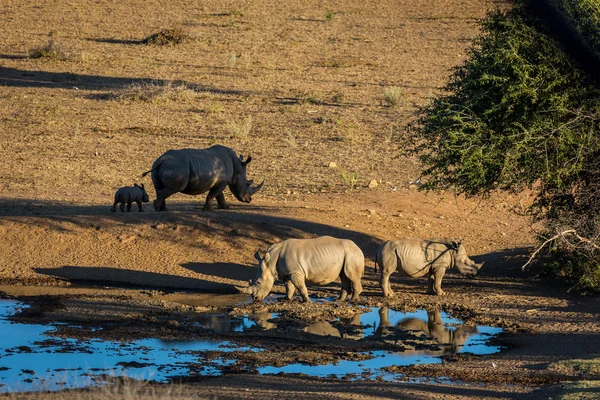 Grupo de Rhinos en el norte de Namibia — Foto de Stock