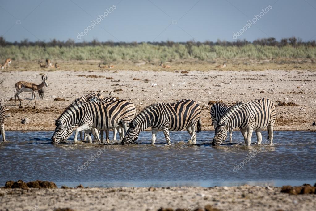 Animals drinking water in a waterhole in Namibia Stock Photo by ©lspencer  107990082
