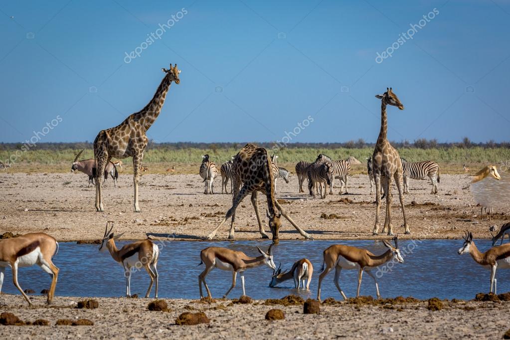 Animals drinking water in Namibia Stock Photo by ©lspencer 107990150 Animals drinking water in Namibia Stock Photo by ©lspencer 107990150