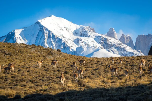 Torres del Paine Nemzeti Park — Stock Fotó