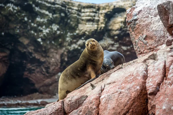 Sellos de piel sobre piedras — Foto de Stock