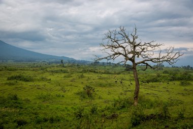 Virunga Milli Parkı güzel manzara