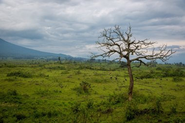 nice landscape in Virunga National Park clipart
