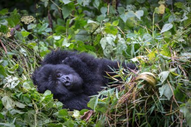 gorila Virunga Milli Parkı içinde