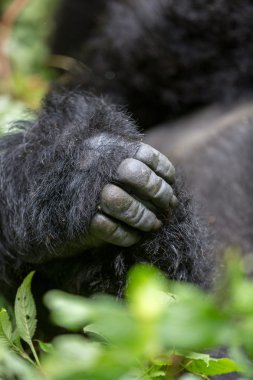 gorila Virunga Milli Parkı içinde