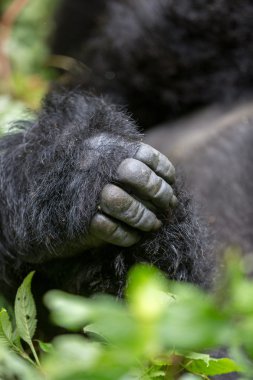 gorila inside Virunga National Park clipart