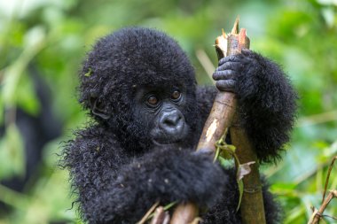 Bebek gorila Virunga Milli Parkı içinde