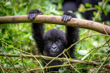 Bebek gorila Virunga Milli Parkı içinde