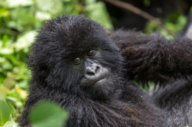 gorila Virunga Milli Parkı içinde