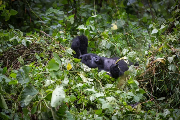 Bebé gorila dentro del Parque Nacional Virunga — Foto de Stock