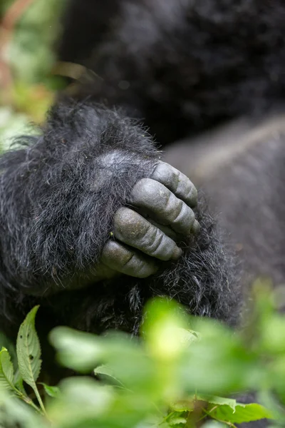 Gorila inde i Virunga National Park - Stock-foto