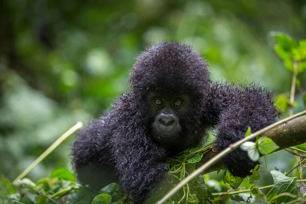 Bebé gorila dentro del Parque Nacional Virunga — Foto de Stock