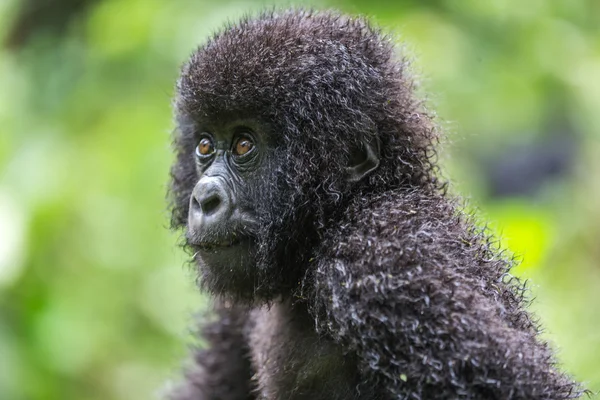 Bebé gorila dentro del Parque Nacional Virunga — Foto de Stock