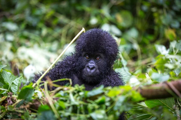 Gorila bebê dentro do Parque Nacional Virunga — Fotografia de Stock