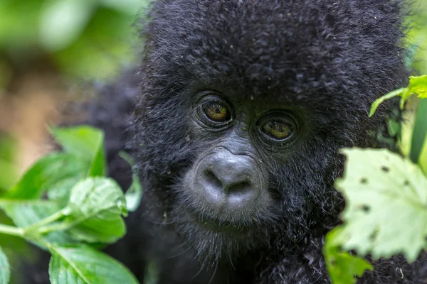 Gorila bebê dentro do Parque Nacional Virunga — Fotografia de Stock