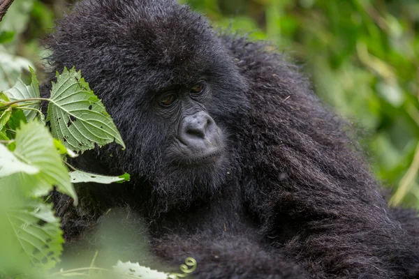 Gorila inde i Virunga National Park - Stock-foto