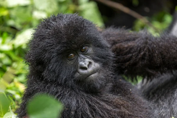 Gorila inside Virunga National Park — Stock Photo, Image