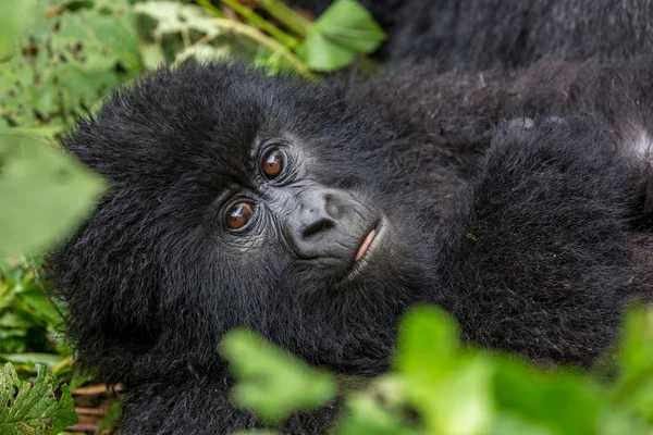 Baby gorila inde i Virunga National Park - Stock-foto