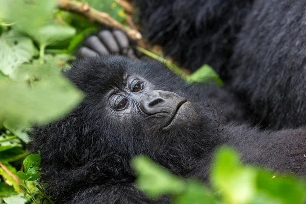 Bébé gorila à l'intérieur du parc national des Virunga — Photo