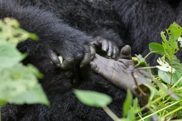 Gorila bebê dentro do Parque Nacional Virunga — Fotografia de Stock