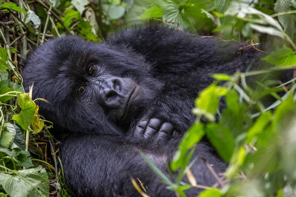 Gorila dentro do Parque Nacional de Virunga — Fotografia de Stock