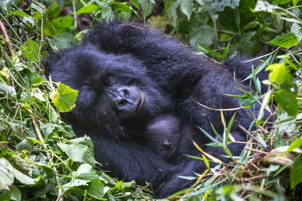 Gorila dentro do Parque Nacional de Virunga — Fotografia de Stock