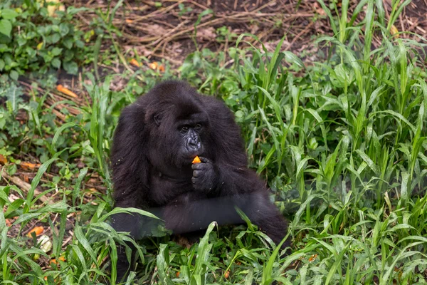 Gorila huérfano comiendo zanahoria en Orphanet — Foto de Stock