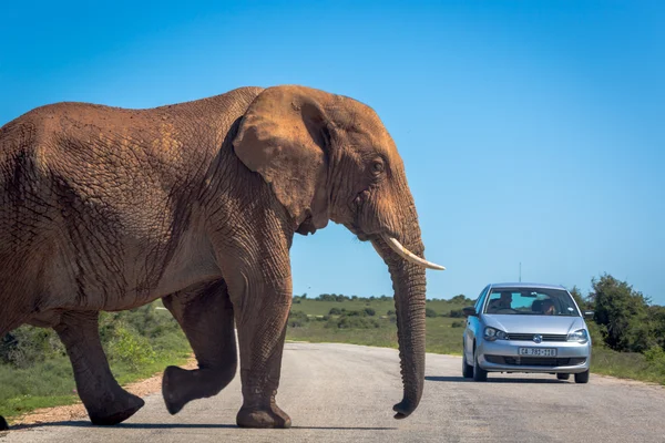 Elefante de toro enorme cruzando la calle —  Fotos de Stock