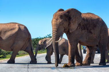 küçük turistik araba ile yürüyüş filler